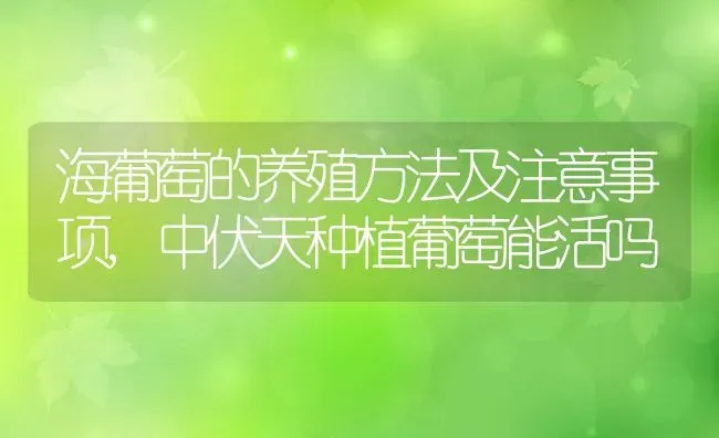 海葡萄的养殖方法及注意事项,中伏天种植葡萄能活吗 | 养殖学堂