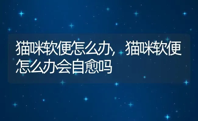 猫咪软便怎么办,猫咪软便怎么办会自愈吗 | 养殖资料