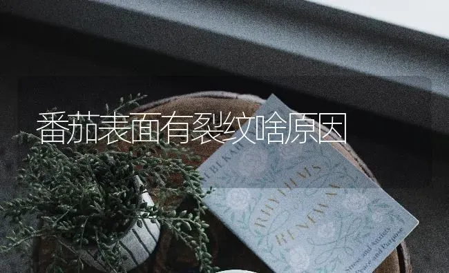 番茄表面有裂纹啥原因 | 养殖知识