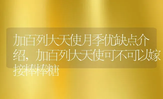 加百列大天使月季优缺点介绍,加百列大天使可不可以嫁接棒棒糖 | 养殖学堂