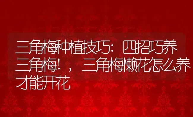 三角梅种植技巧:四招巧养三角梅!,三角梅懒花怎么养才能开花 | 养殖学堂