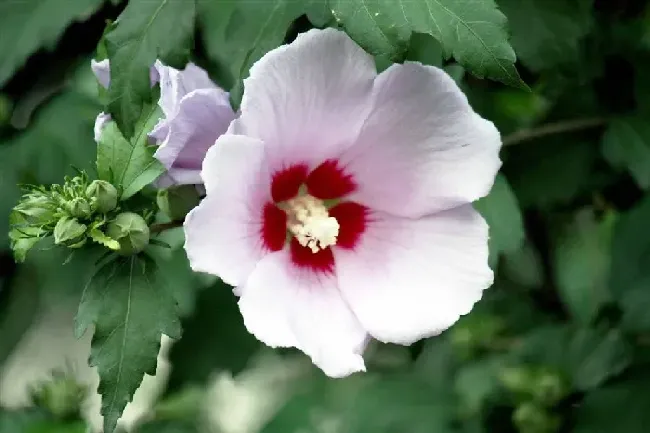 为什么劝君莫种木槿花,夕阳别称？