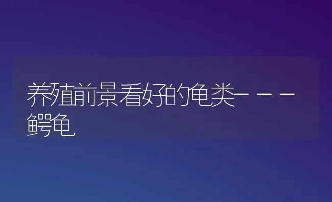 养殖前景看好的龟类---鳄龟 | 养殖技术大全