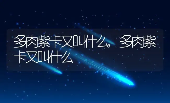 多肉紫卡又叫什么,多肉紫卡又叫什么 | 养殖科普
