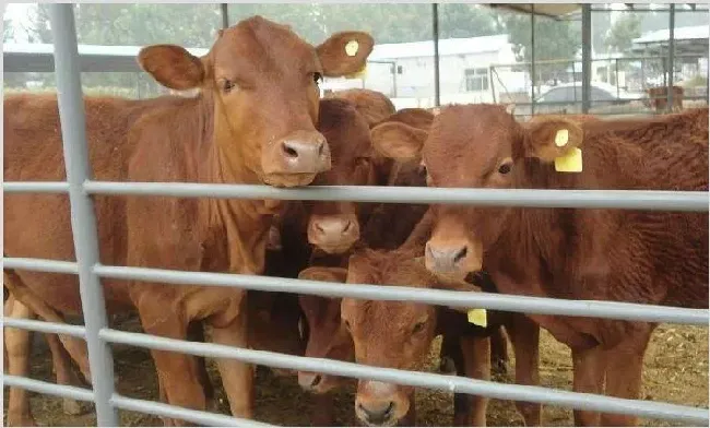 肉牛一般几个月出栏？最佳出栏时间 | 常识大全