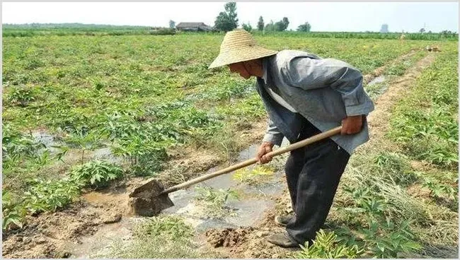 芝麻浇水时间怎么把握 | 常识大全