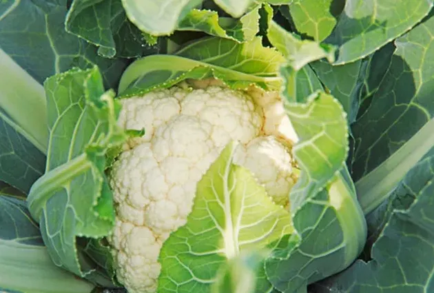 花菜用什么肥料最好,巴德富尿素怎么样花菜现蕾期可以撒施吗？