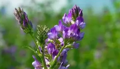 紫花苜蓿的种植方法与管理技术 | 常识大全