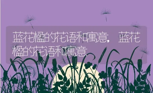 蓝花楹的花语和寓意,蓝花楹的花语和寓意 | 养殖科普