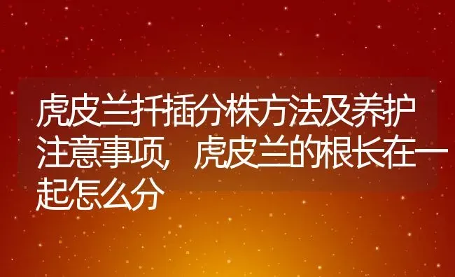 虎皮兰扦插分株方法及养护注意事项,虎皮兰的根长在一起怎么分 | 养殖学堂