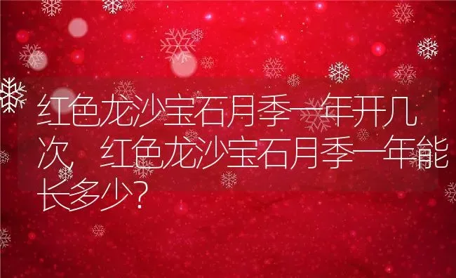 红色龙沙宝石月季一年开几次,红色龙沙宝石月季一年能长多少？ | 养殖科普