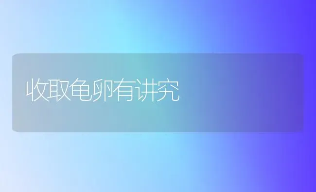 收取龟卵有讲究 | 养殖知识