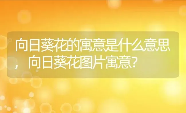 向日葵花的寓意是什么意思,向日葵花图片寓意？ | 养殖学堂