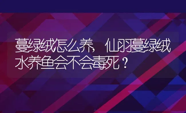 蔓绿绒怎么养,仙羽蔓绿绒水养鱼会不会毒死？ | 养殖科普