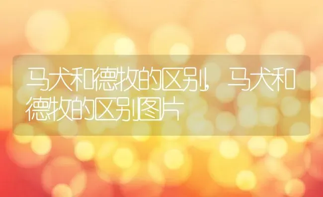 马犬和德牧的区别,马犬和德牧的区别图片 | 养殖资料