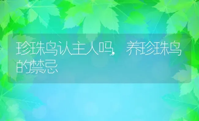 珍珠鸟认主人吗,养珍珠鸟的禁忌 | 养殖科普