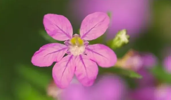 萼距花花期 | 三农知识