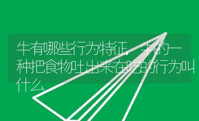 牛有哪些行为特征,牛的一种把食物吐出来在吃的行为叫什么 | 养殖学堂