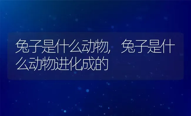 兔子是什么动物,兔子是什么动物进化成的 | 养殖科普