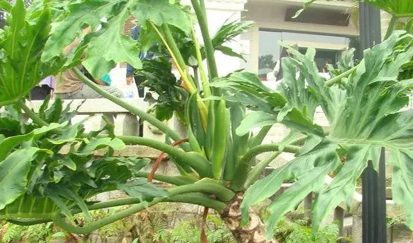 冬天绿植怎么保温 | 三农知识