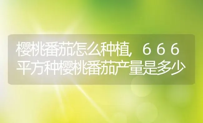 樱桃番茄怎么种植,666平方种樱桃番茄产量是多少 | 养殖学堂