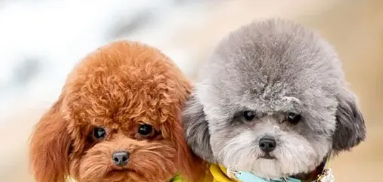 什么颜色的泰迪犬最贵,深灰泰迪值钱还是浅灰？