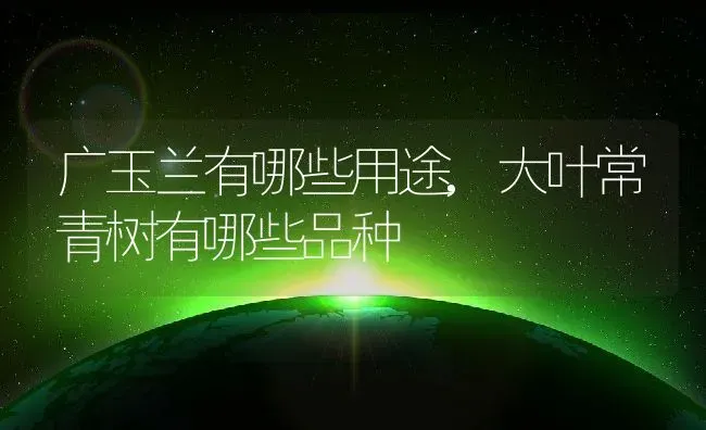 广玉兰有哪些用途,大叶常青树有哪些品种 | 养殖学堂