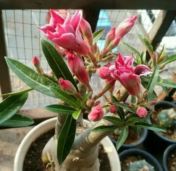 沙漠玫瑰叶子掉光了还能活吗,沙漠玫瑰没叶子怎么办？