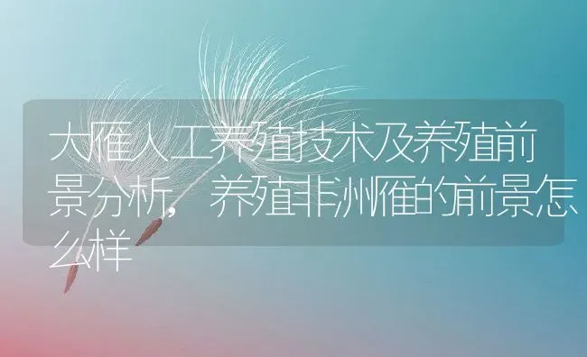 大雁人工养殖技术及养殖前景分析,养殖非洲雁的前景怎么样 | 养殖学堂