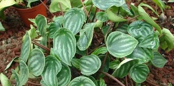 白脉椒草开花吗 | 生活妙招