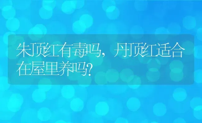 朱顶红有毒吗,丹顶红适合在屋里养吗？ | 养殖科普