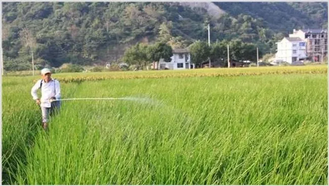 荸荠的田间管理要点 | 常识大全