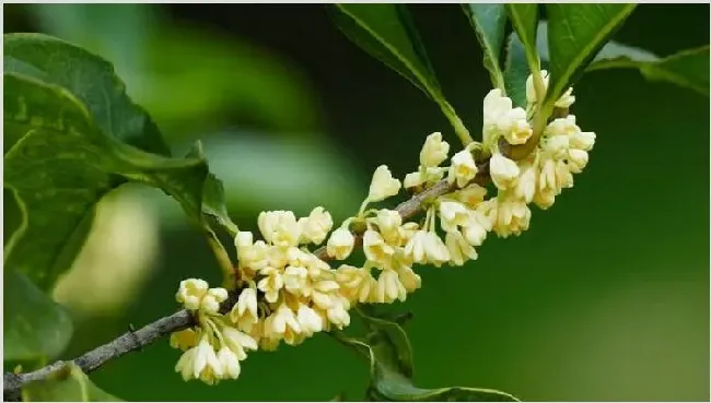 桂花几月开 | 生活妙招