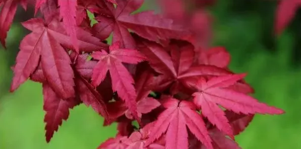红枫开花吗 | 常识大全