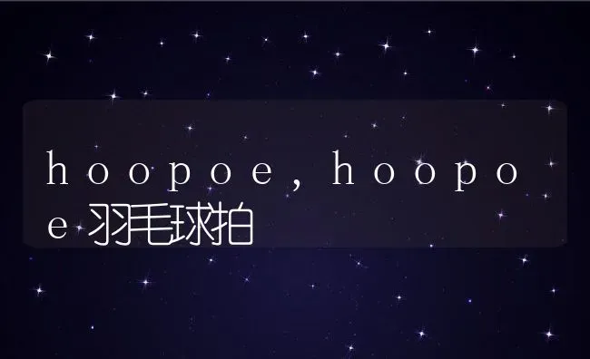 hoopoe,hoopoe羽毛球拍 | 养殖科普