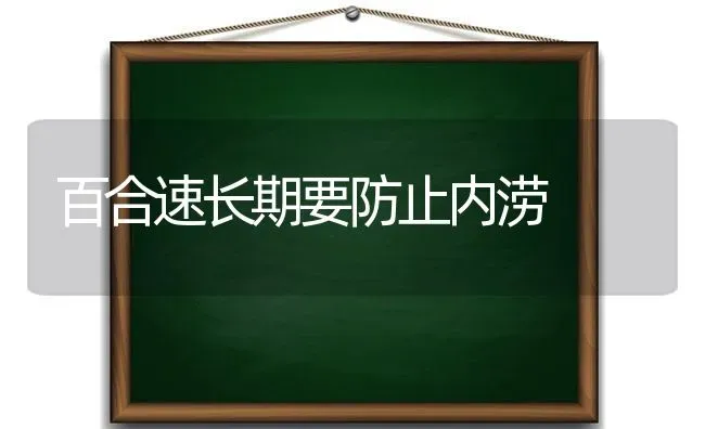 百合速长期要防止内涝 | 养殖知识