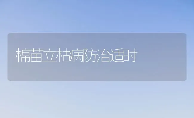 棉苗立枯病防治适时 | 养殖技术大全