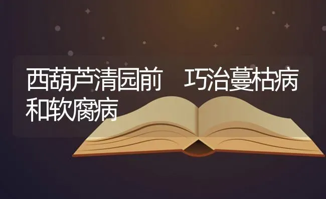 西葫芦清园前 巧治蔓枯病和软腐病 | 养殖技术大全