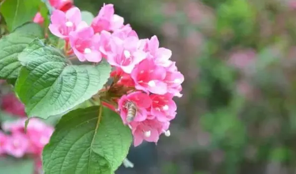 海仙花与锦带花的区别 | 实用知识