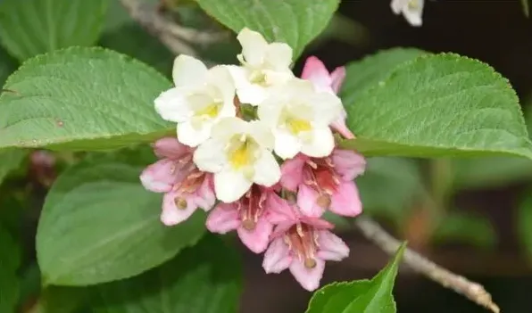 海仙花与锦带花的区别 | 实用知识