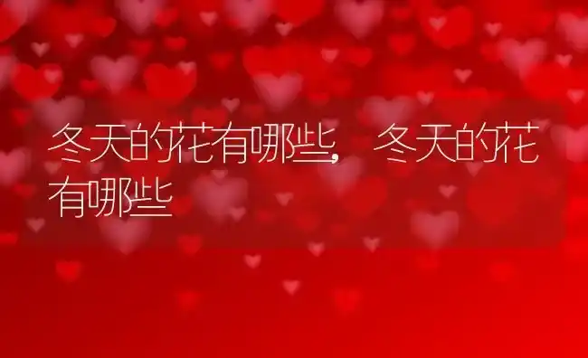 冬天的花有哪些,冬天的花有哪些 | 养殖科普