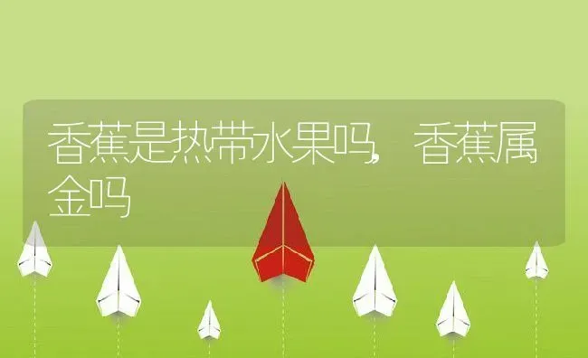 香蕉是热带水果吗,香蕉属金吗 | 养殖学堂