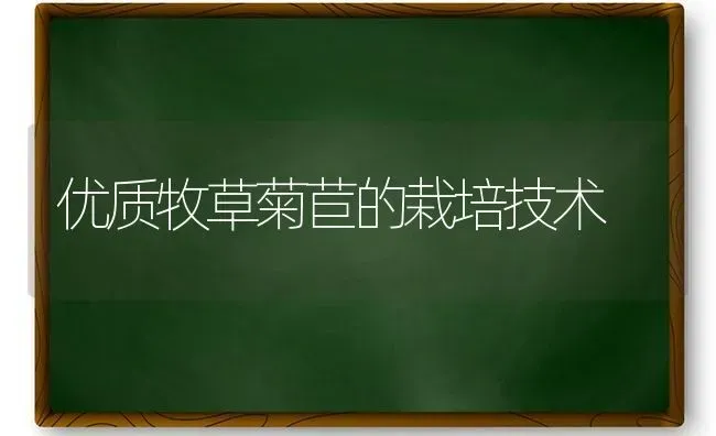 优质牧草菊苣的栽培技术 | 养殖技术大全