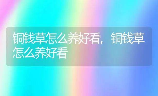 铜钱草怎么养好看,铜钱草怎么养好看 | 养殖科普