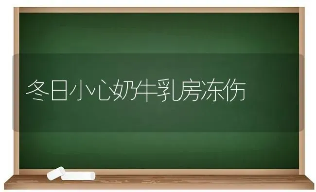 冬日小心奶牛乳房冻伤 | 养殖技术大全