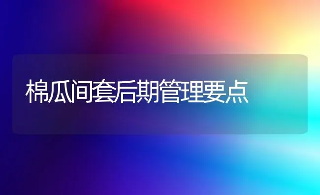 棉瓜间套后期管理要点 | 养殖知识