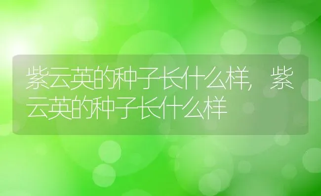 紫云英的种子长什么样,紫云英的种子长什么样 | 养殖科普