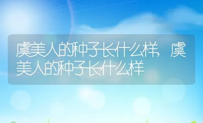 虞美人的种子长什么样,虞美人的种子长什么样 | 养殖科普