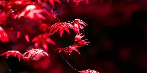 红枫开花吗 | 常识大全