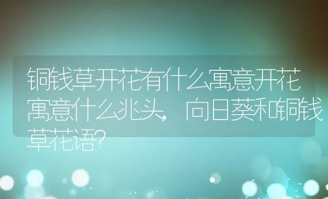 铜钱草开花有什么寓意开花寓意什么兆头,向日葵和铜钱草花语？ | 养殖科普